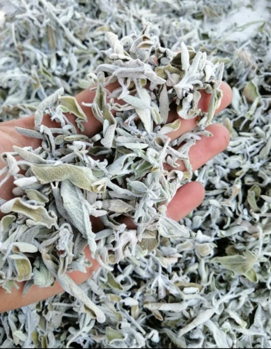 sage